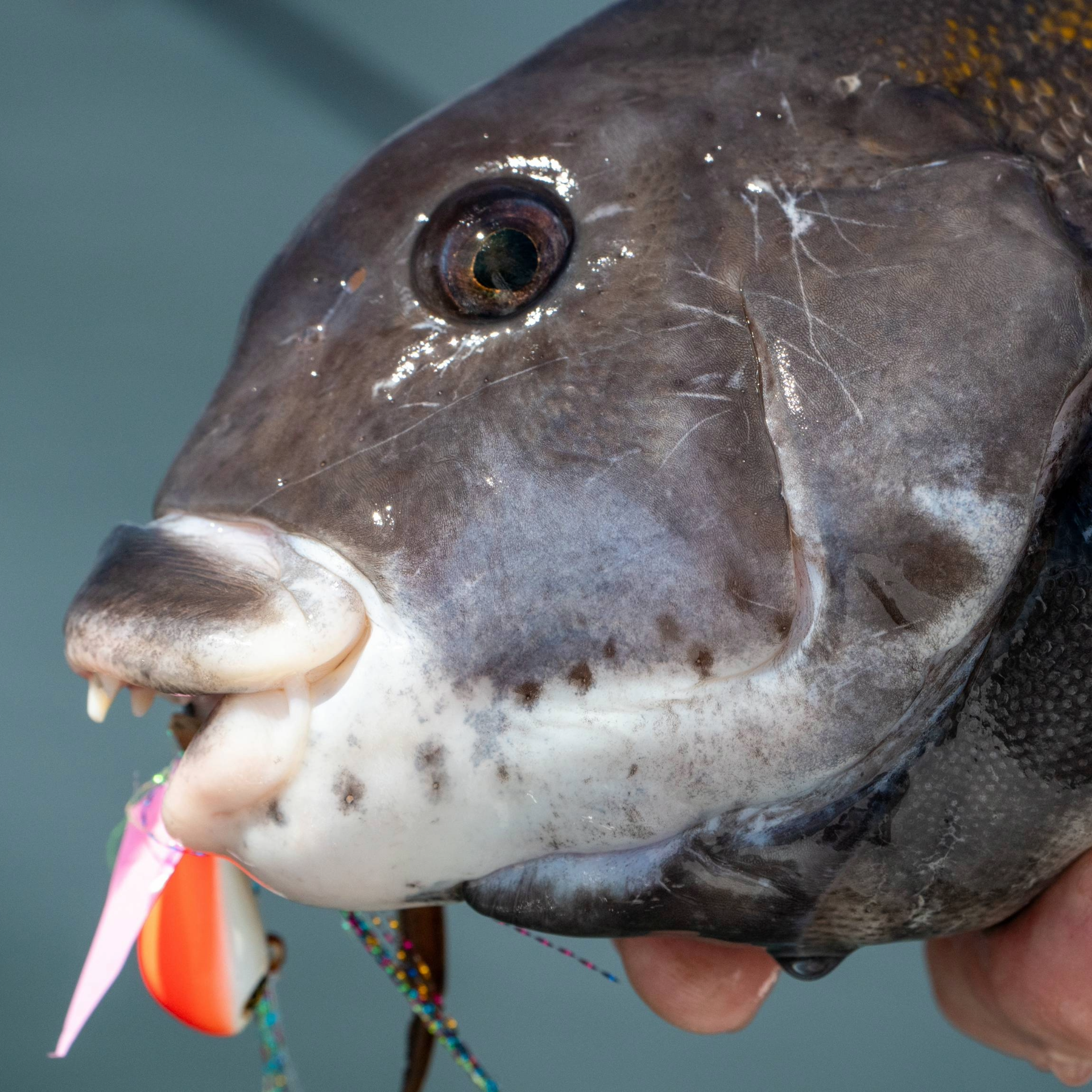 biki-jig tautog jig fishing lure crabs