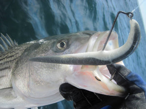 Pro Talk: Fishing Mackerel Schools for Cape Cod Bay Stripers