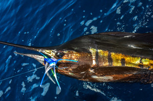 Pro Talk: Ballyhoo Alternative for Sailfish