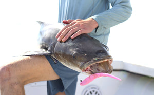 Pro Talk: Casting to Spawning Cobia in the Chesapeake Bay Area