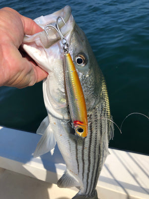 Pro Talk: Casting for Inshore + Offshore Striped Bass with the Hogy Charter Grade Popper