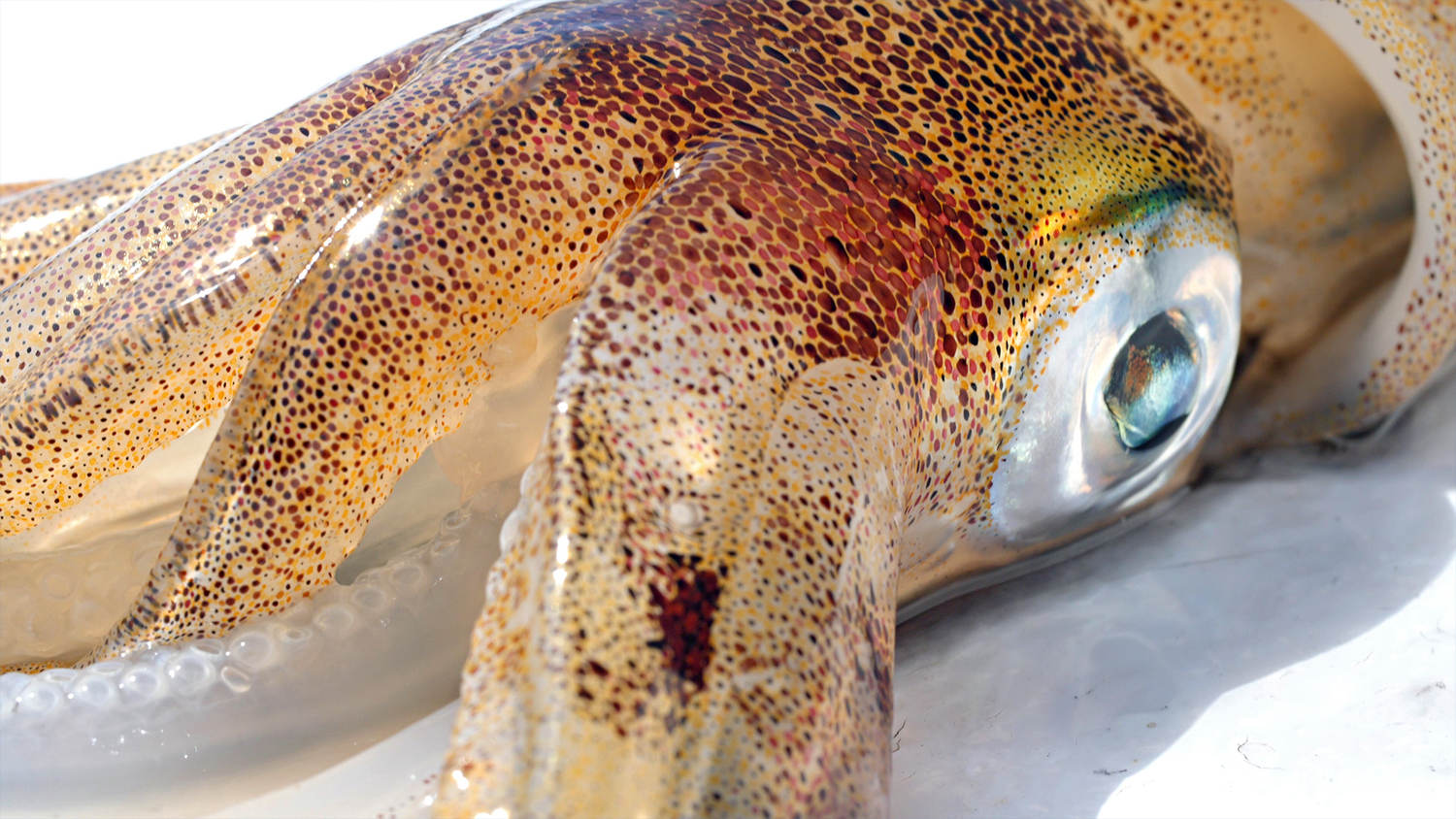Cracking The Code: Spring Squid
