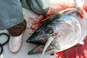 Q&A: Setting Up a Shimano Saragosa 2000 for Bluefin Tuna