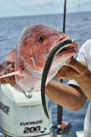 Pro Talk: Jigging Soft Baits for Gulf Red Snapper