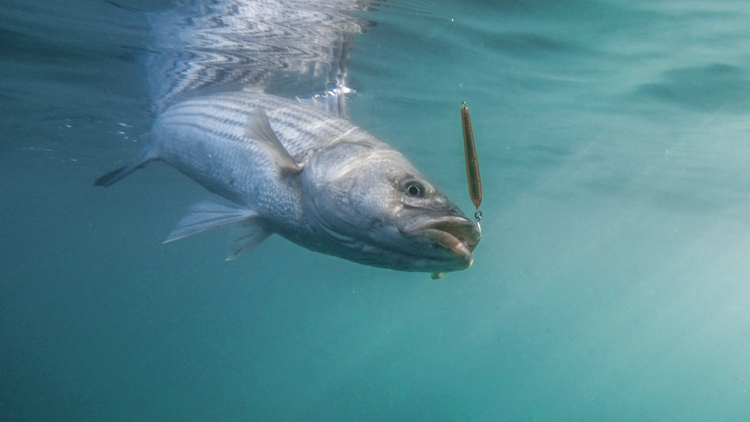 Crack The Code: Micro Squid Rips Finicky Stripers