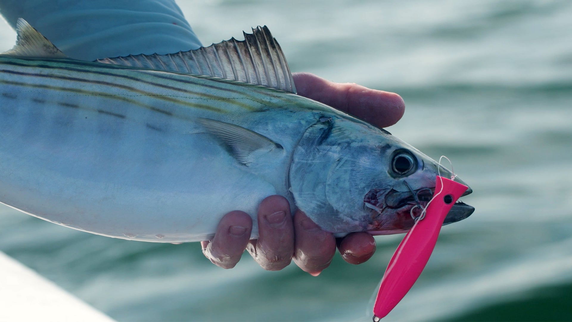 Salty Cape TV: Topwater Popping for Bonito