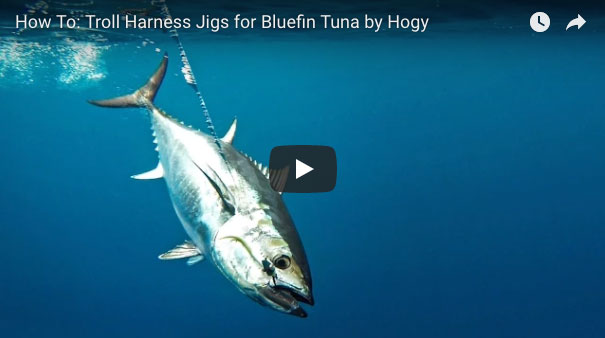 How-To: Trolling for Bluefin Tuna with Hogy Harness Jigs