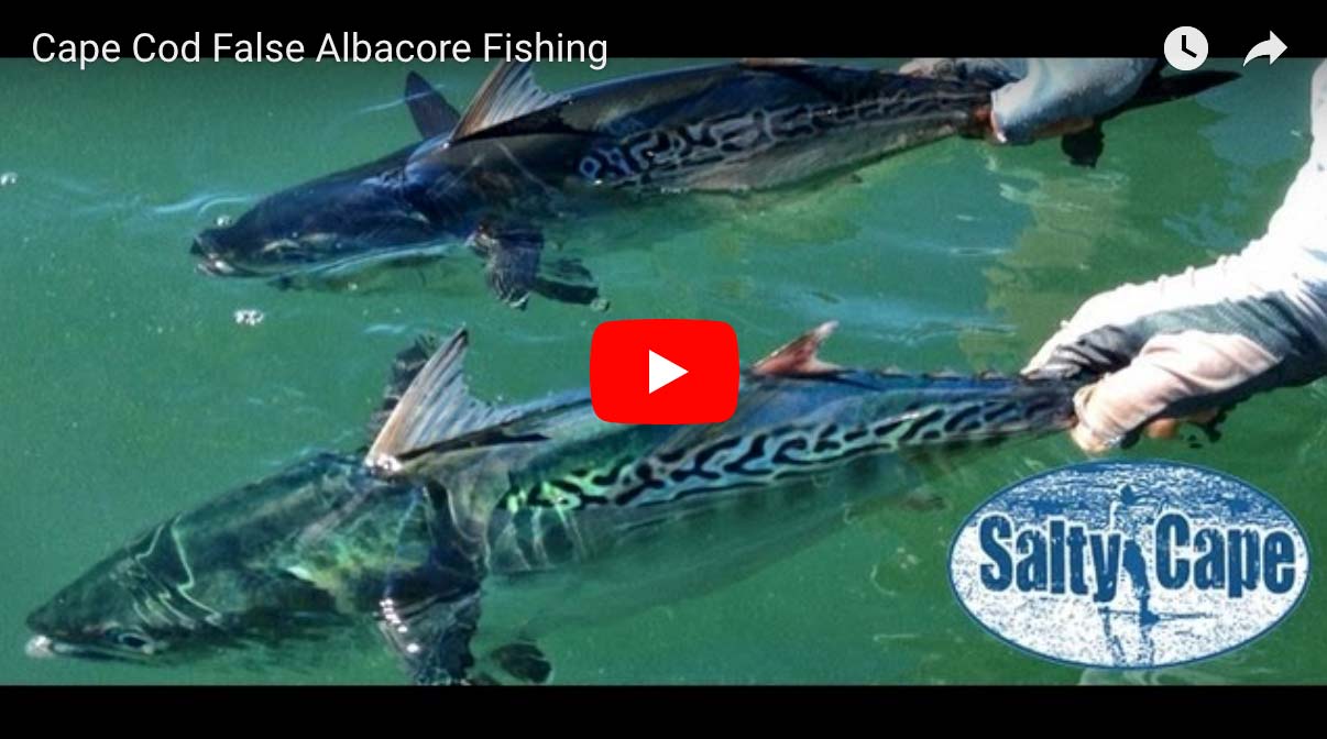 How-To: Cape Cod False Albacore Fishing