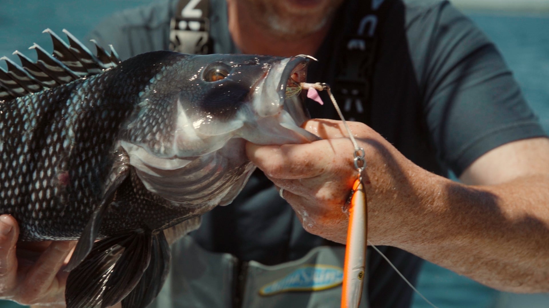 Cracking The Code: Deep Summer Seabass