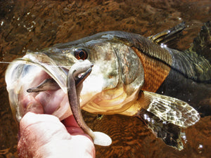 Pro Talk: Winter Snook Fishing in Fort Myers, FL