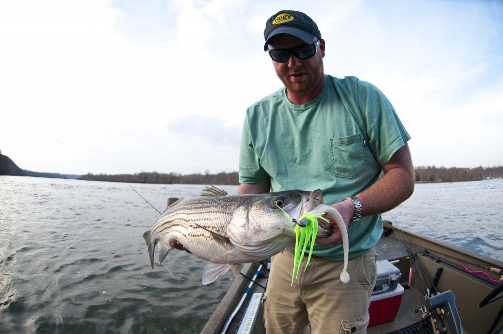 Pro Talk: Slow Rolling Swim Baits for River Stripers