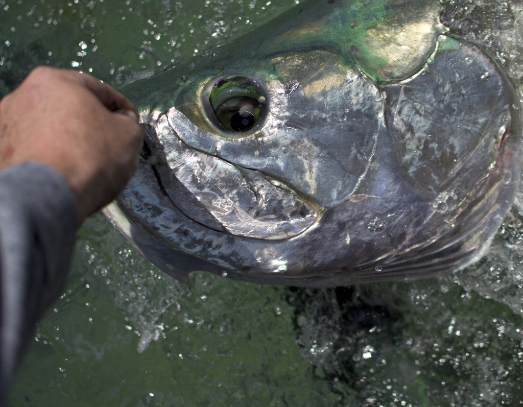 How-To: Daytime Tarpon Techniques for Deepwater Beaches and Passes
