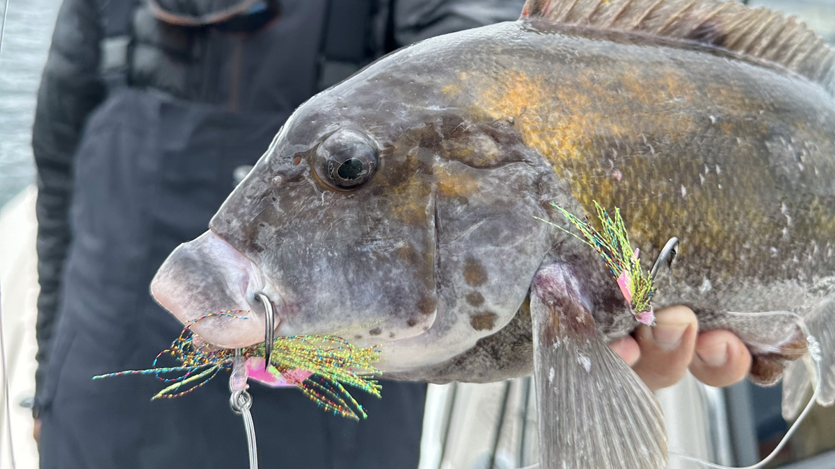Top 10 Tautog Fishing Tips | Hogy Lures