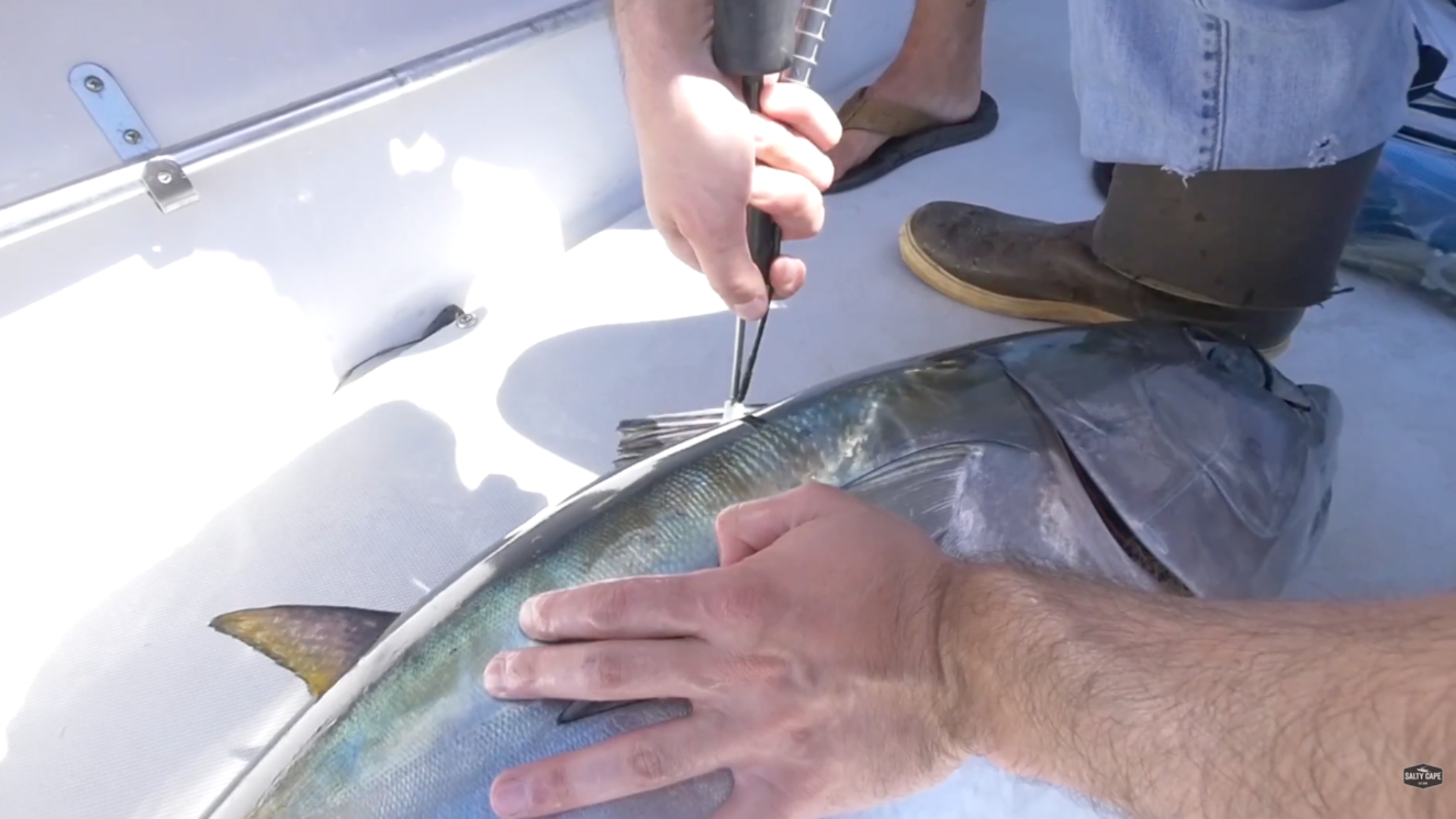 Crack The Code: Late Summer Bluefin Casting