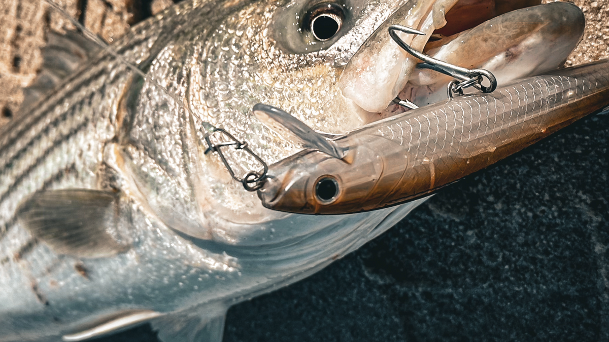 Capt. Mike’s Guide to Fall Plugs and Big Bass from the Rocks