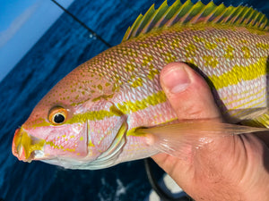 Best Lures For Yellowtail Snapper