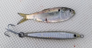 The Best Striper Lures for Shore Fishing #111-S – Hogy Lure Company Online  Shop