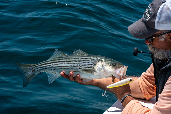 How-To: Casting to Topwater Stripers off of Provincetown