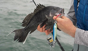 Q&A: Jigging for Seabass off Cuttyunk