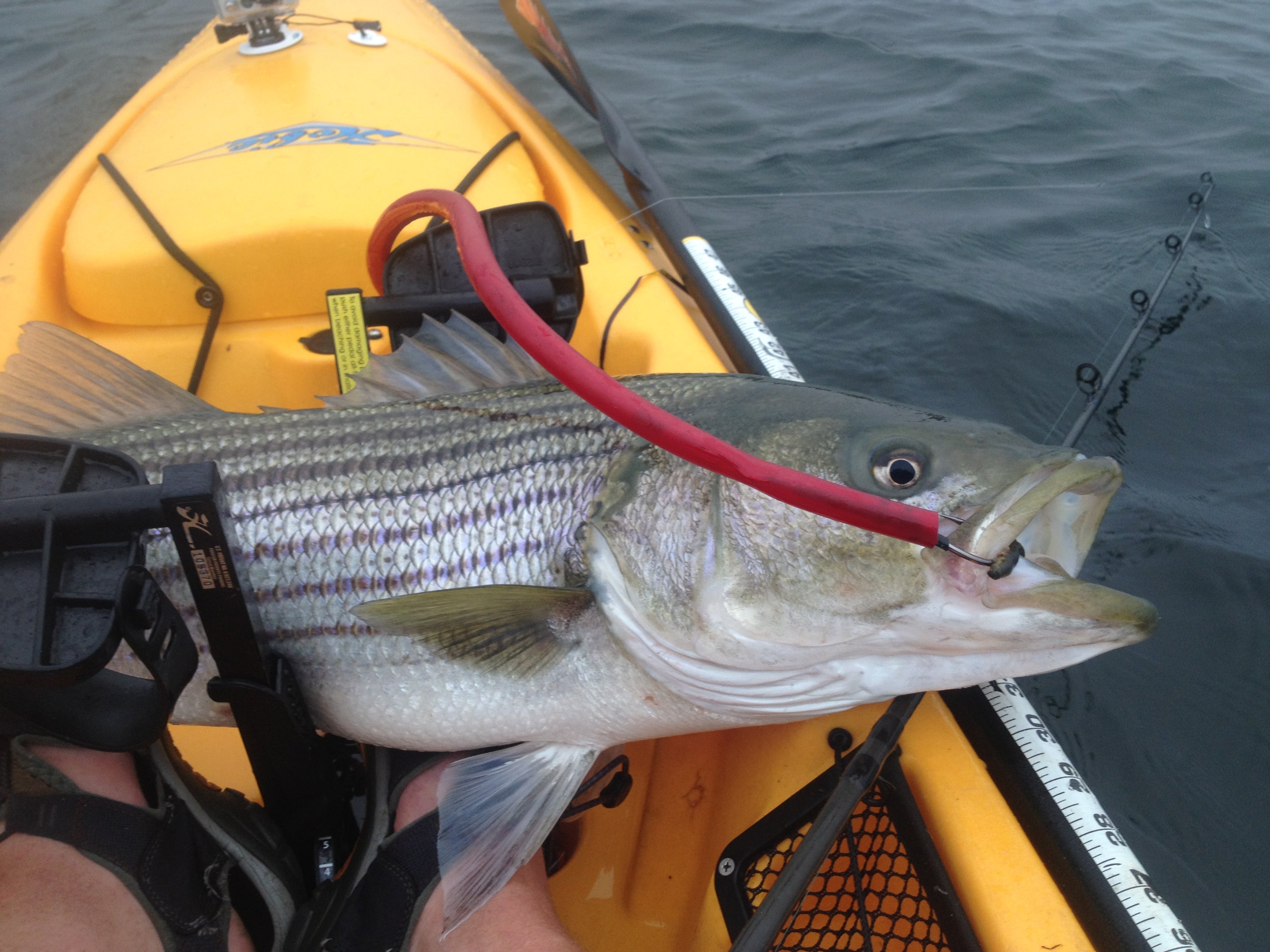 Best Tube and Worm Rods for Kayak Striped Bass Fishing