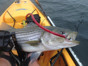 Best Tube and Worm Rods for Kayak Striped Bass Fishing