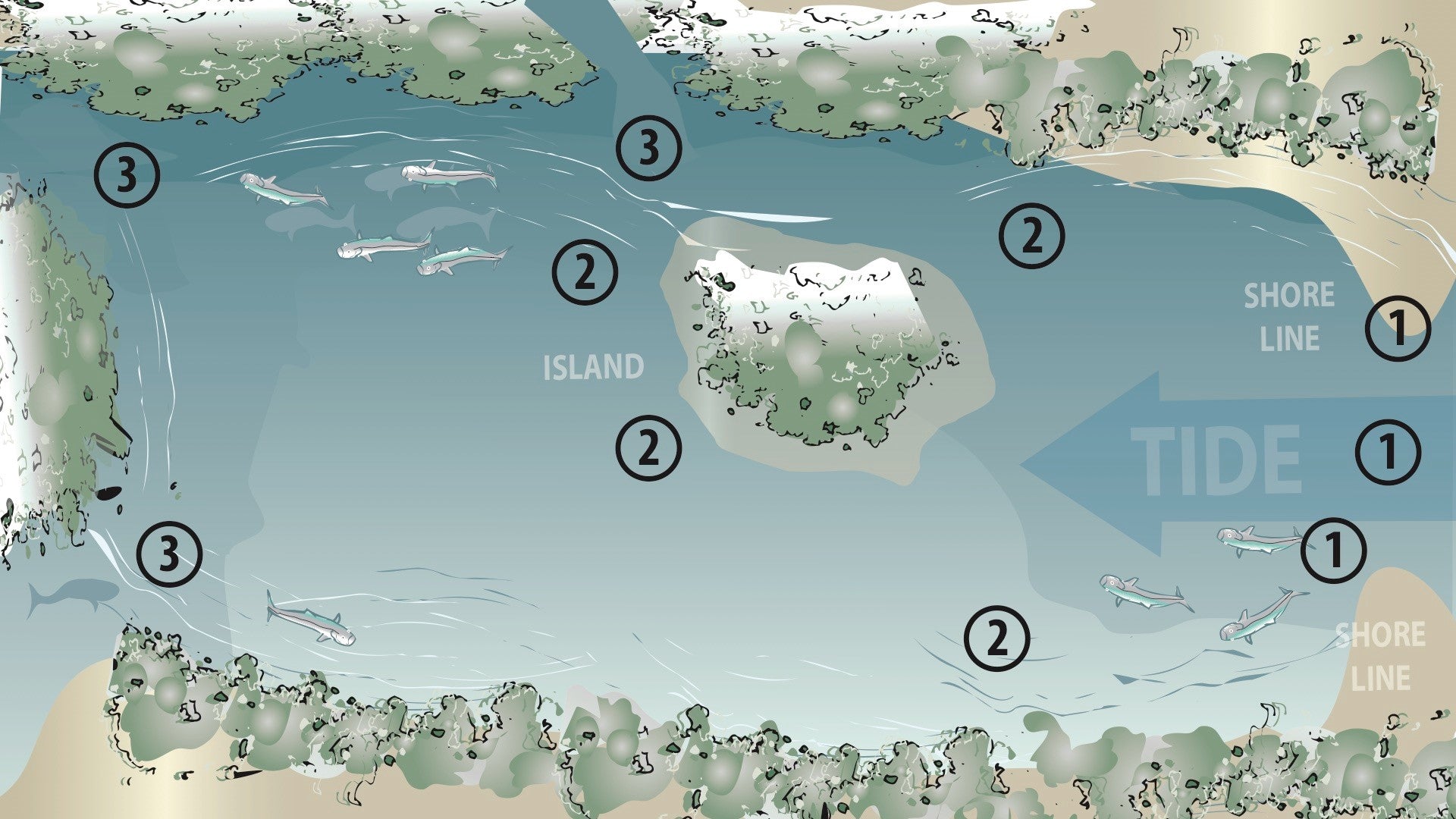 Shore Fishing: Back Bay