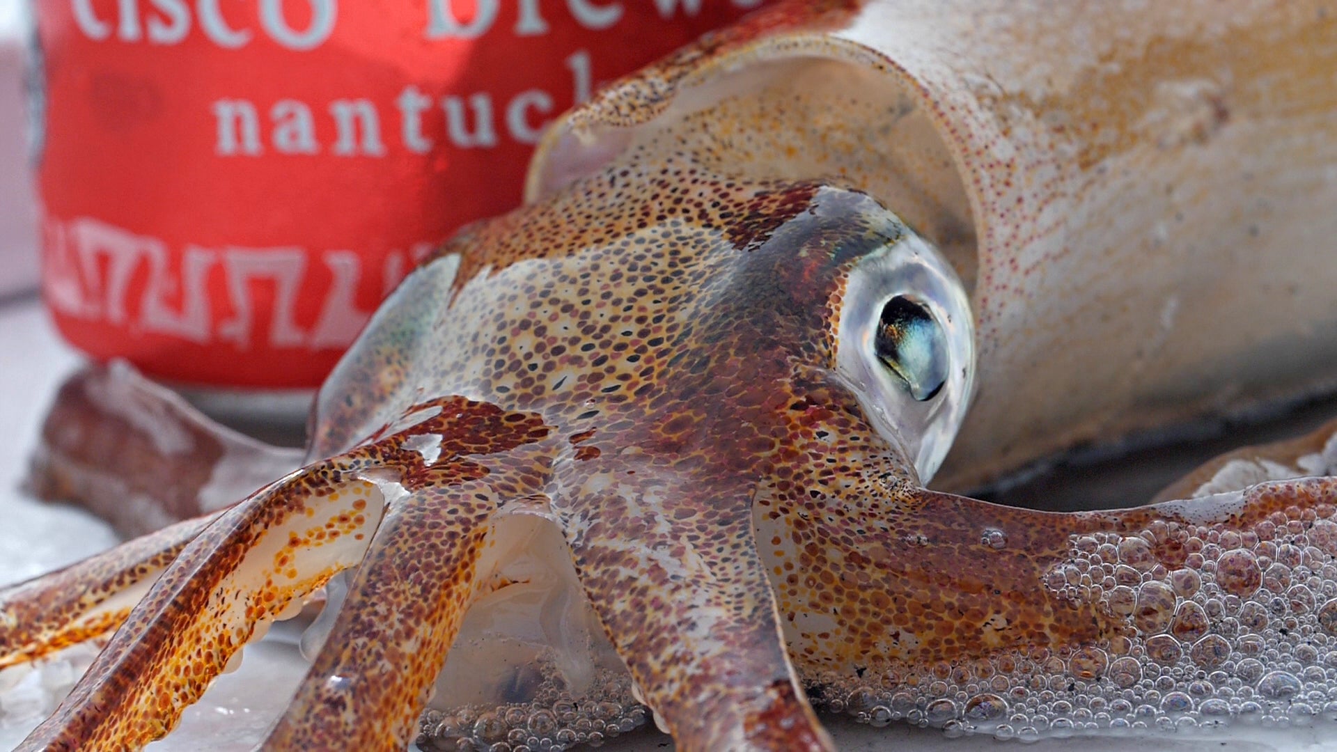 Techniques for Squid Fishing with Jigs