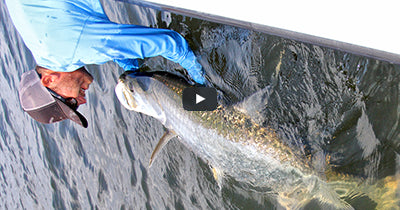 Video: Charleston Tarpon
