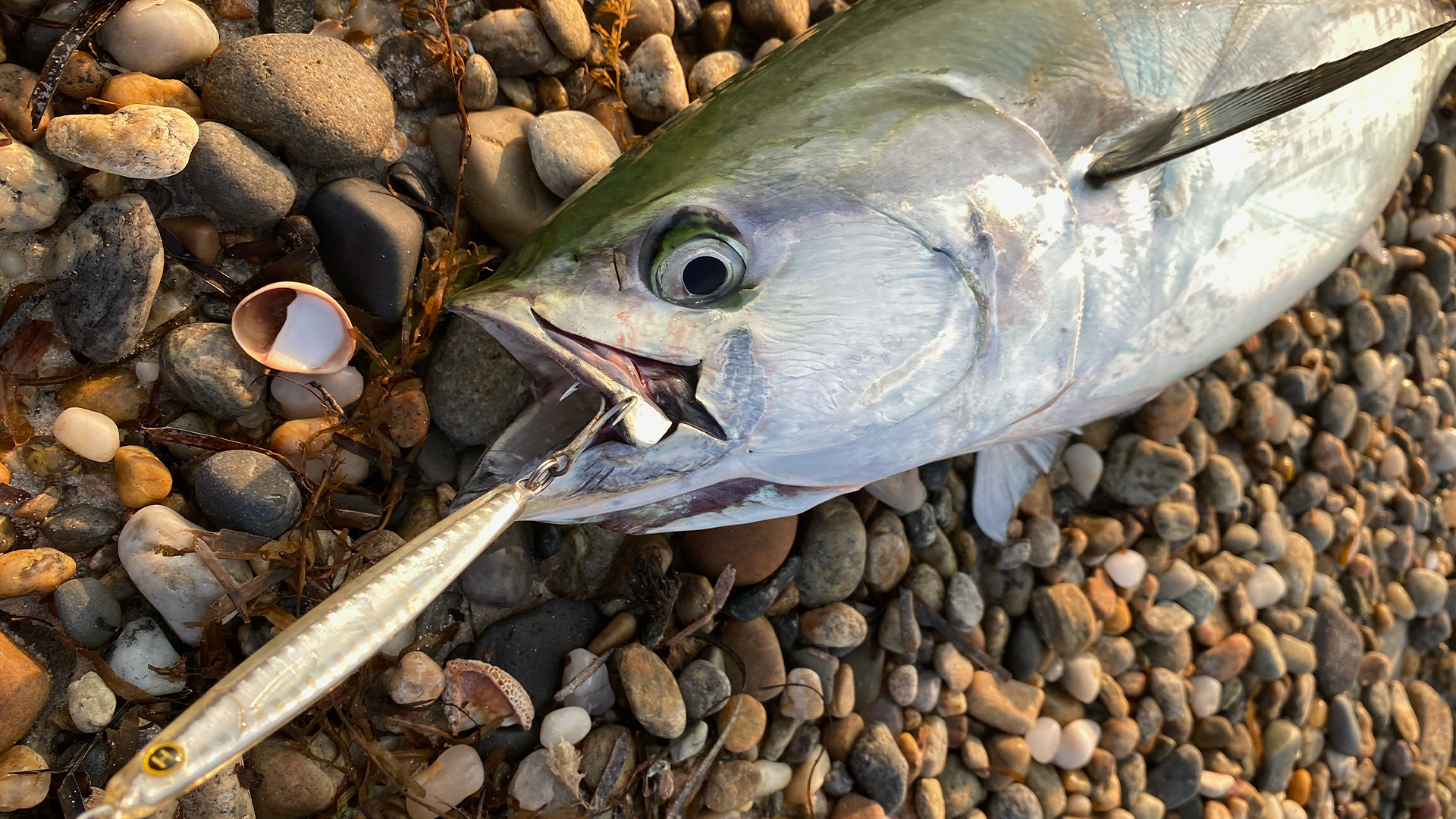 Shore Fishing: Albies