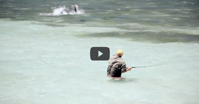 Video: Flats Tarpon