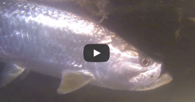 Video: Pro Tails for Key West Tarpon