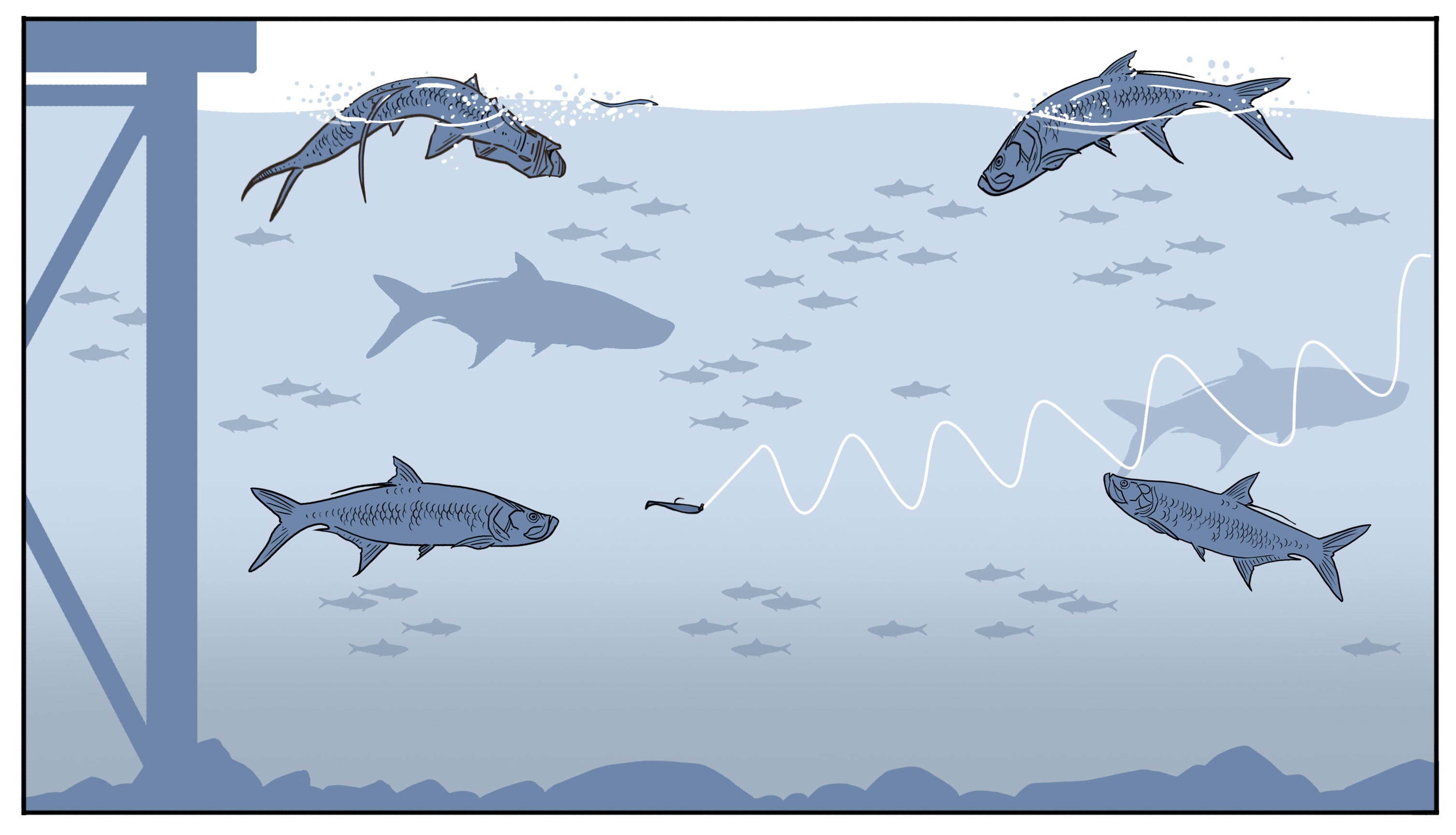 Tarpon Fishing Canals & Basins