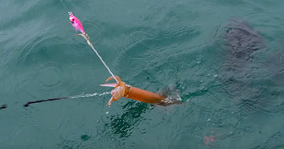 Video: Slack Tide Squid Jigging