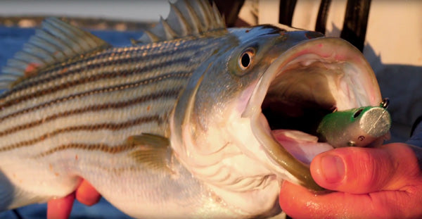 Video: Jigging Rips with Swimbaits