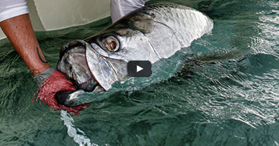 Video: Florida Keys Flats Tarpon
