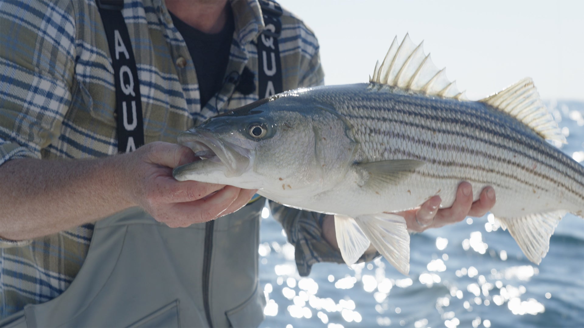 Monomoy | Topwater Rips | Casting For Striped Bass