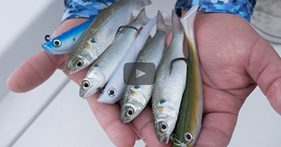 Video: Mullet Run Tarpon