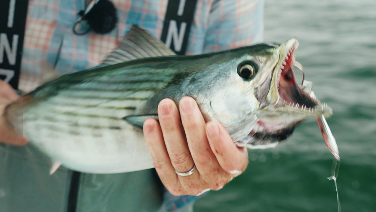 Open Water Bonito on the Peanut Jig