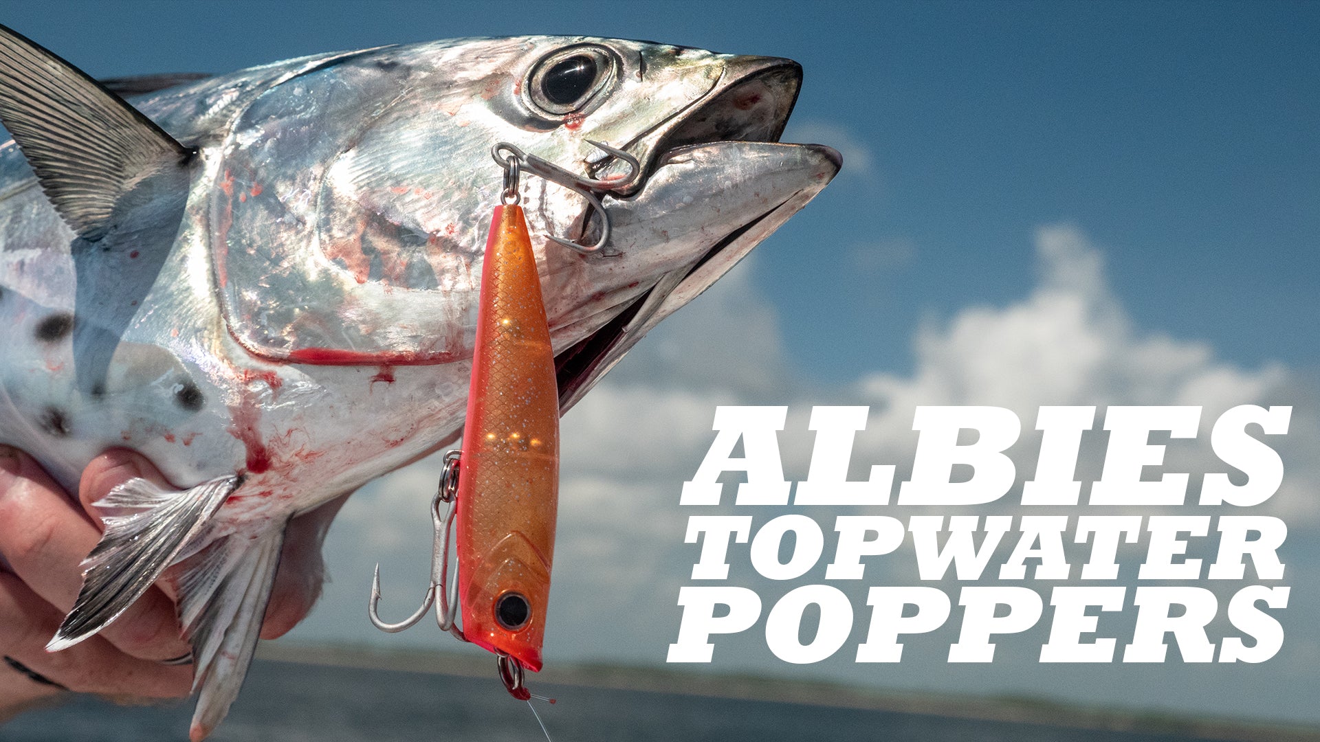 Topwater Albies On Poppers