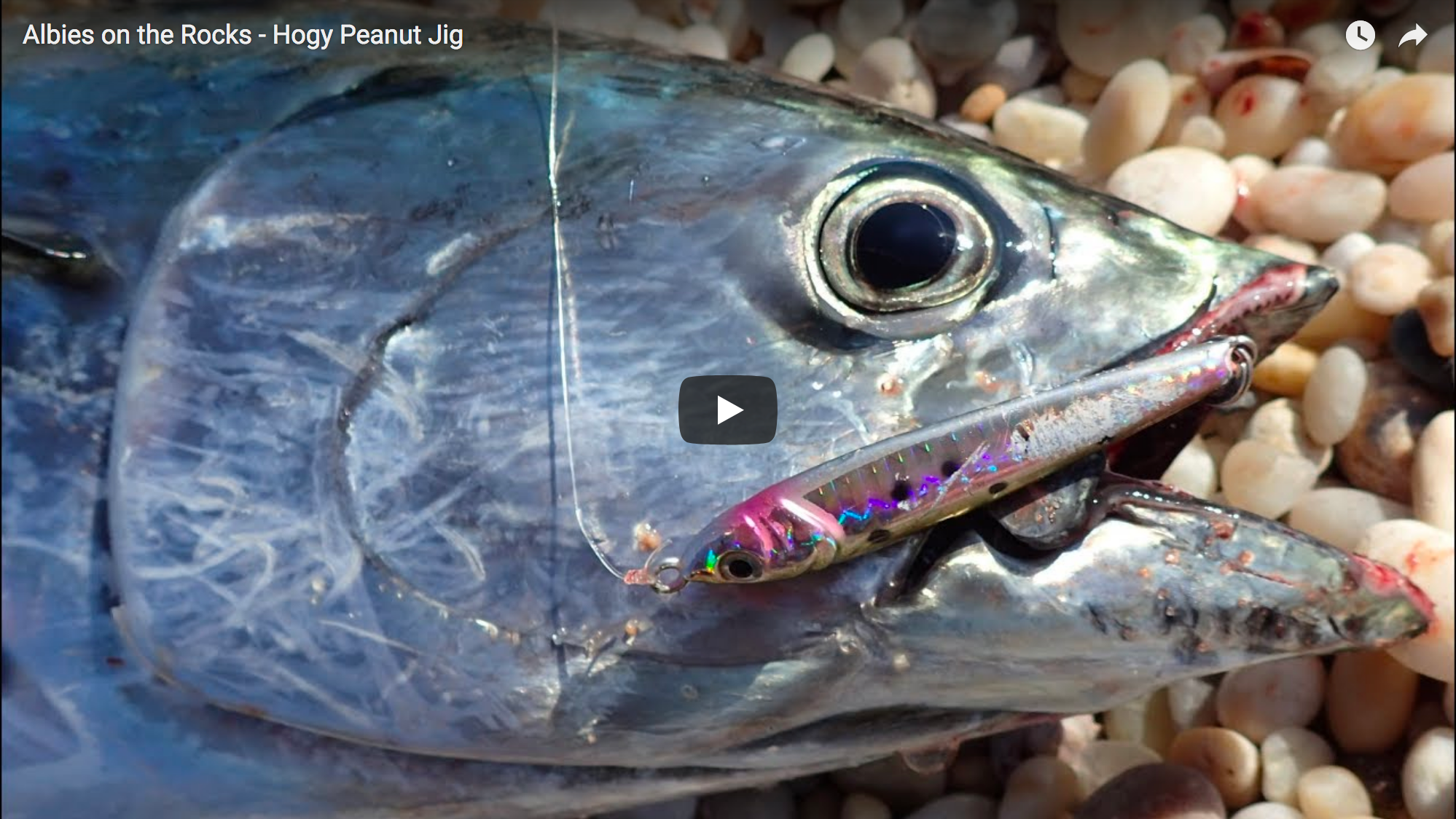 Video: Peanut Bunker Jigs for Long Island Surf Albies