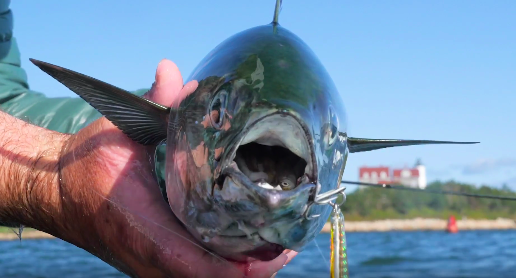 Video: Late Fall Albies