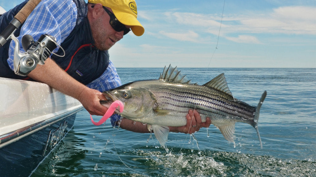 Salty Cape: Early Spring Striper Fishing