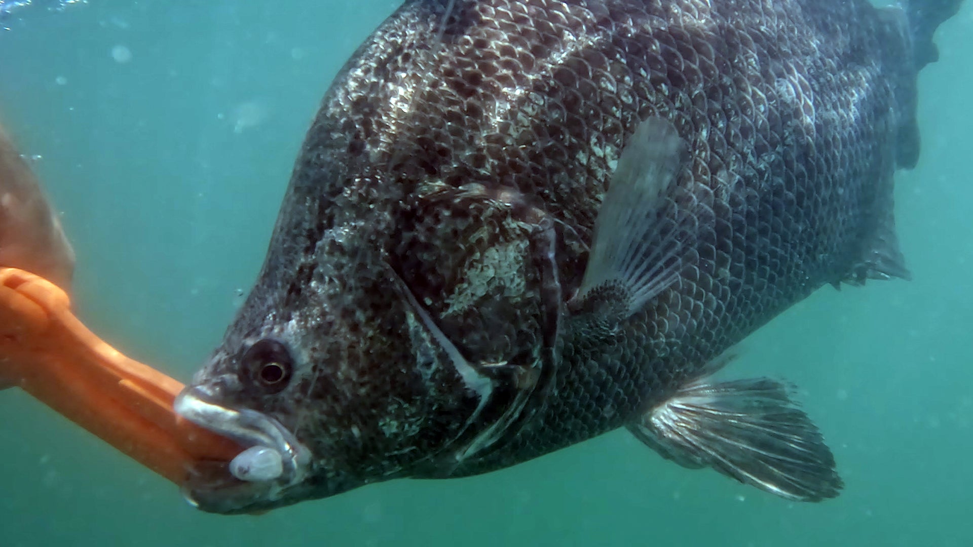 Sight Casting Tripletail with Slowtail Swimbaits