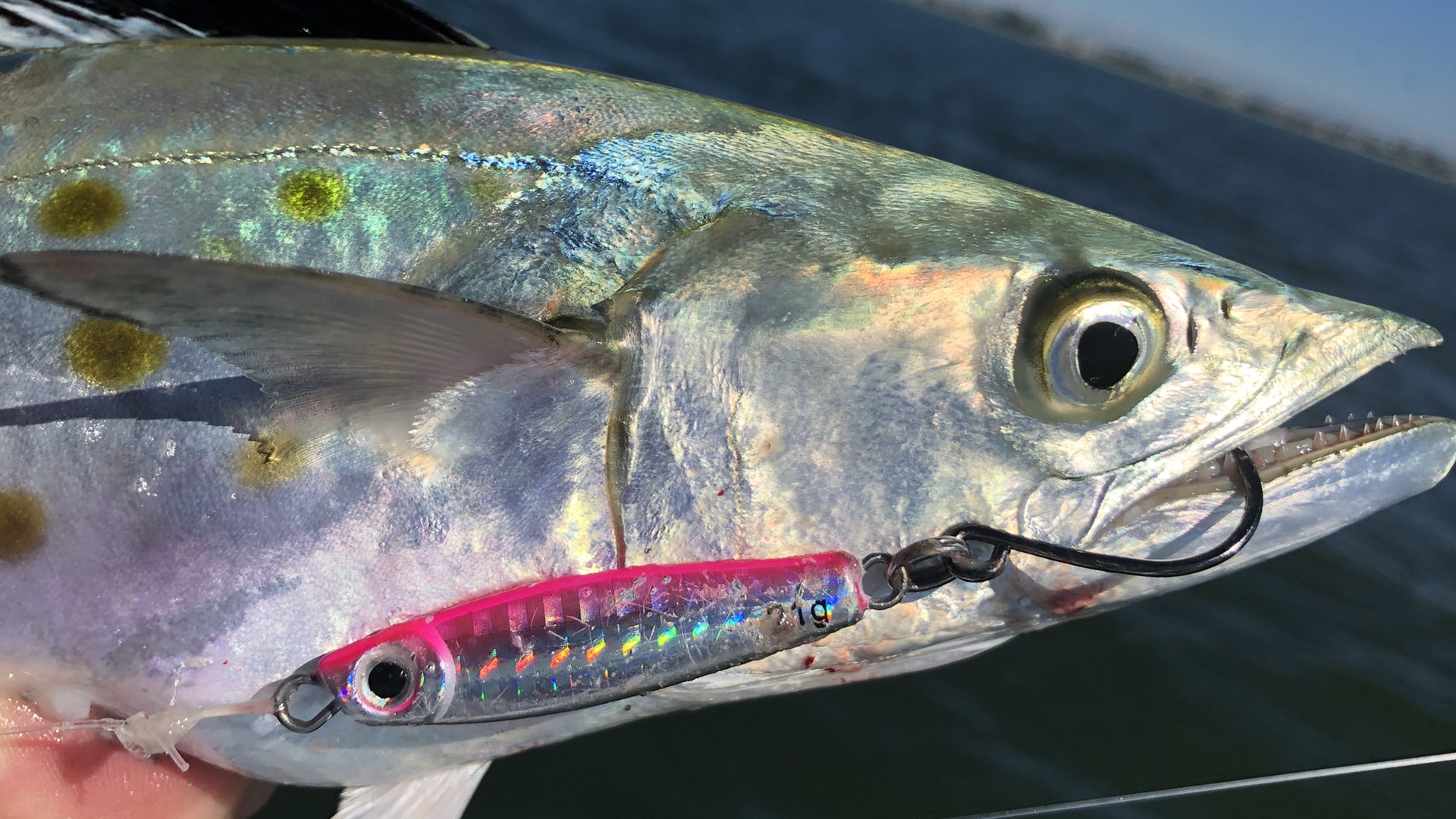 Video: Jigs for Spanish Mackerel