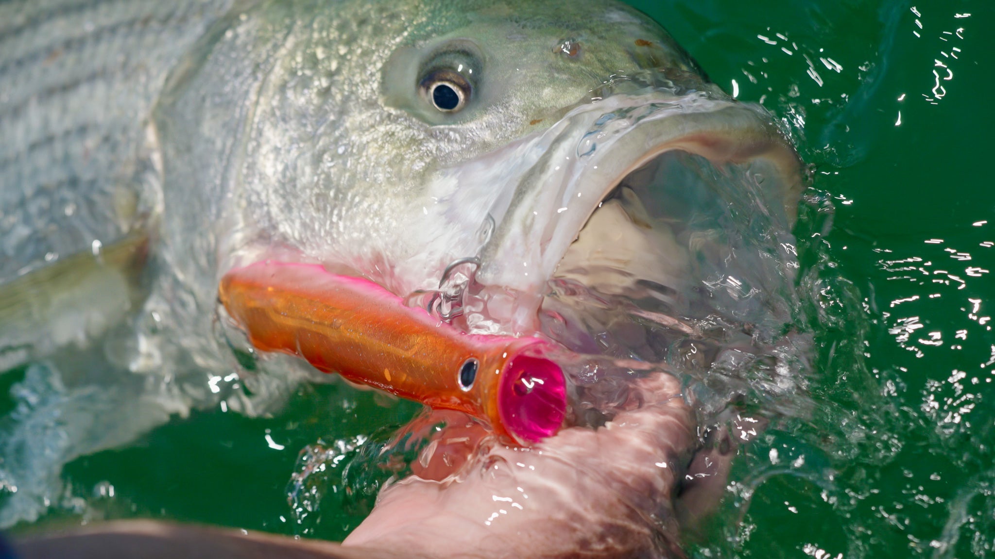 Squid Run | Topwater Stripers | Monomoy Rips (Handkerchief Shoal)