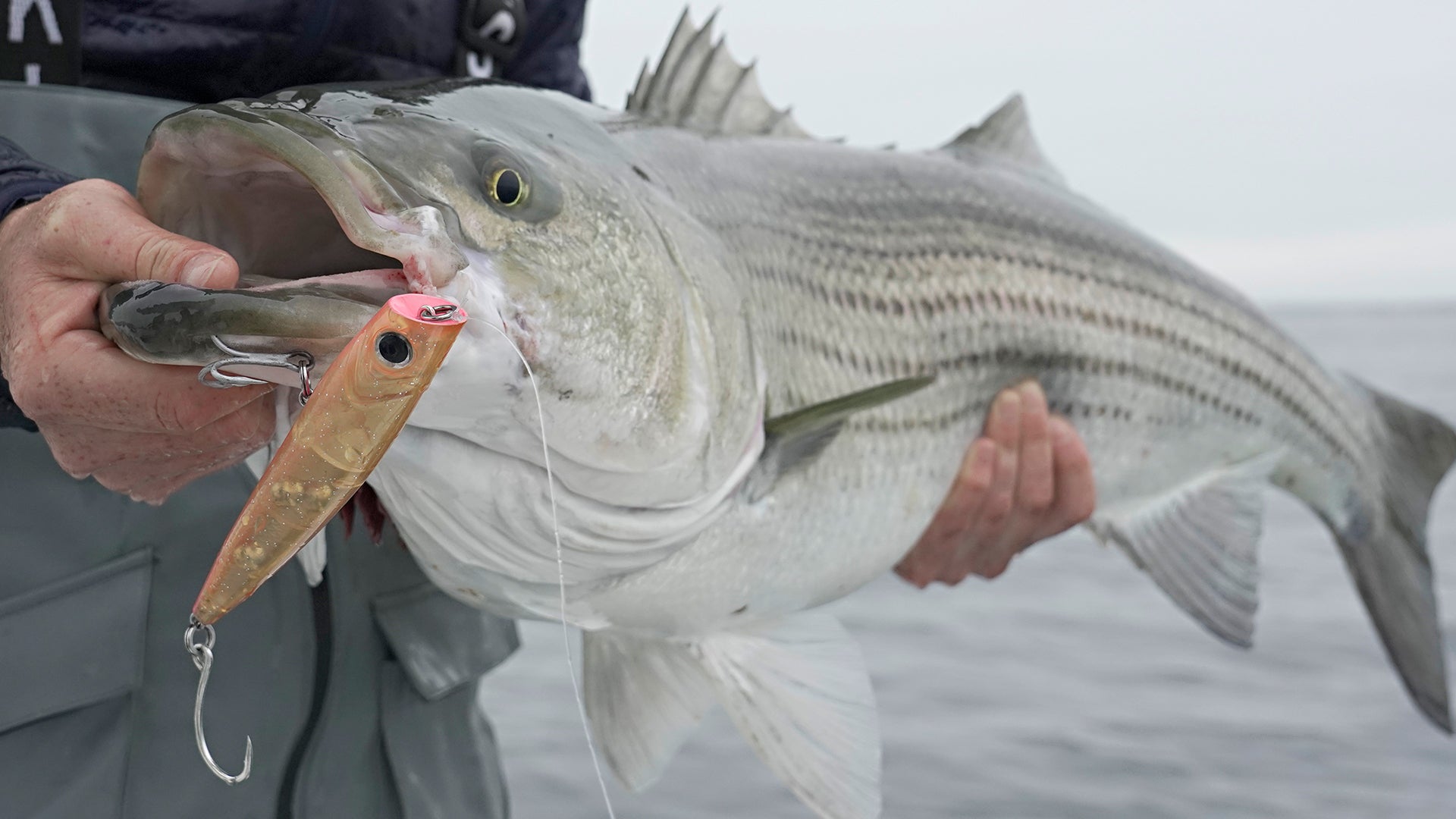 Topwater Poppers For Stripers Feeding On Squid