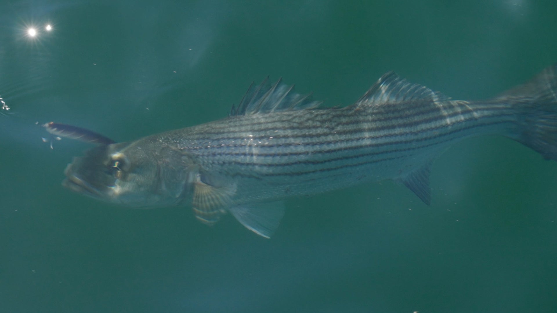 Surface Dogwalker Rips Stripers