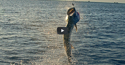 Video: Tarpon Swimbaits