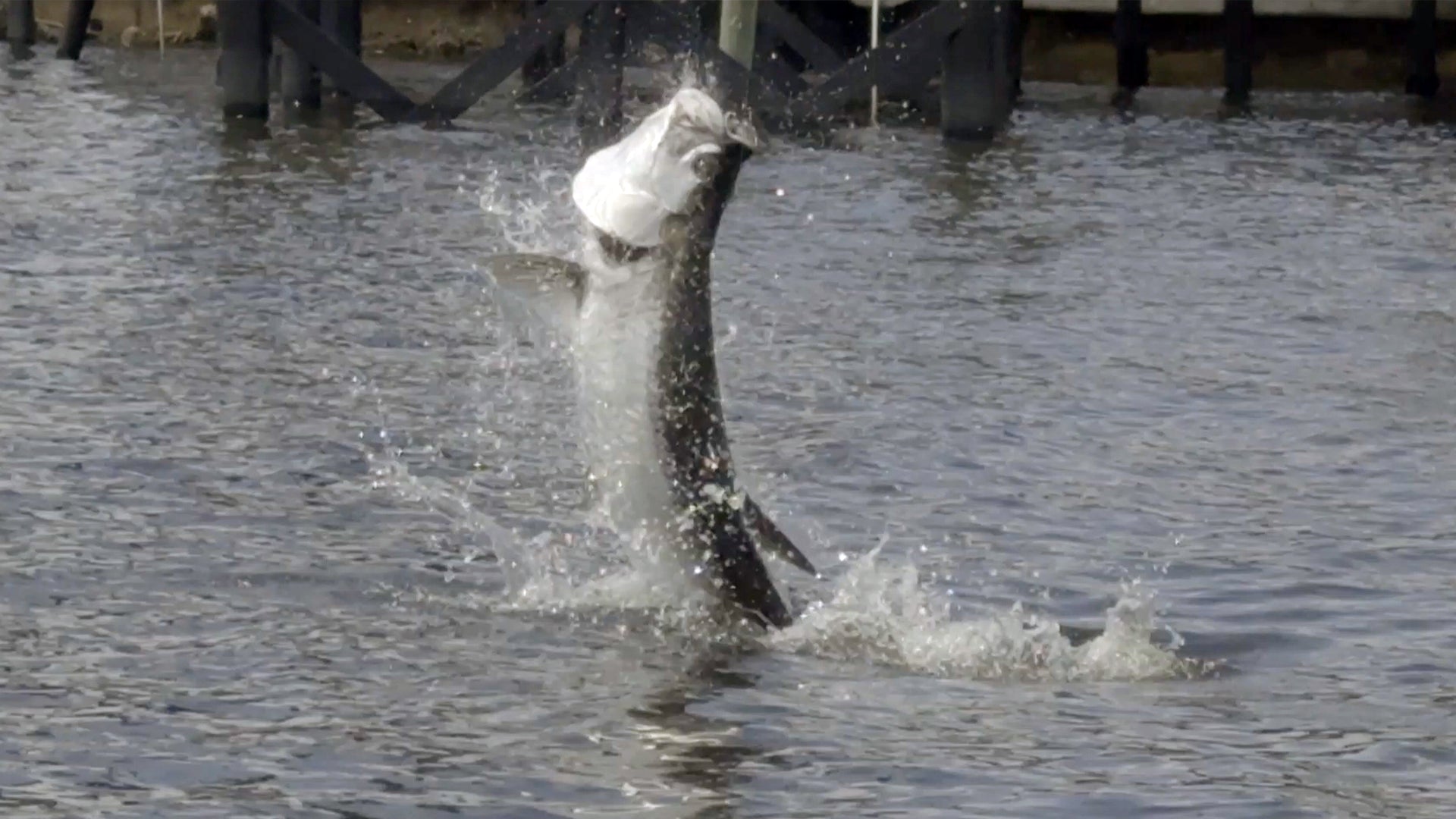 Small Swimbaits for Big Canal Tarpon