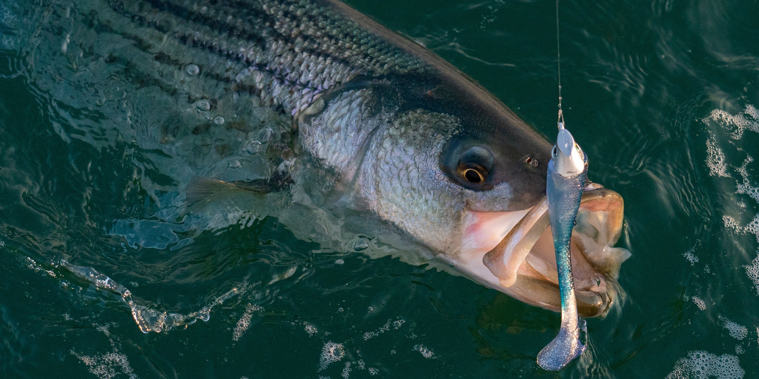 Protail Thumper Swimbaits